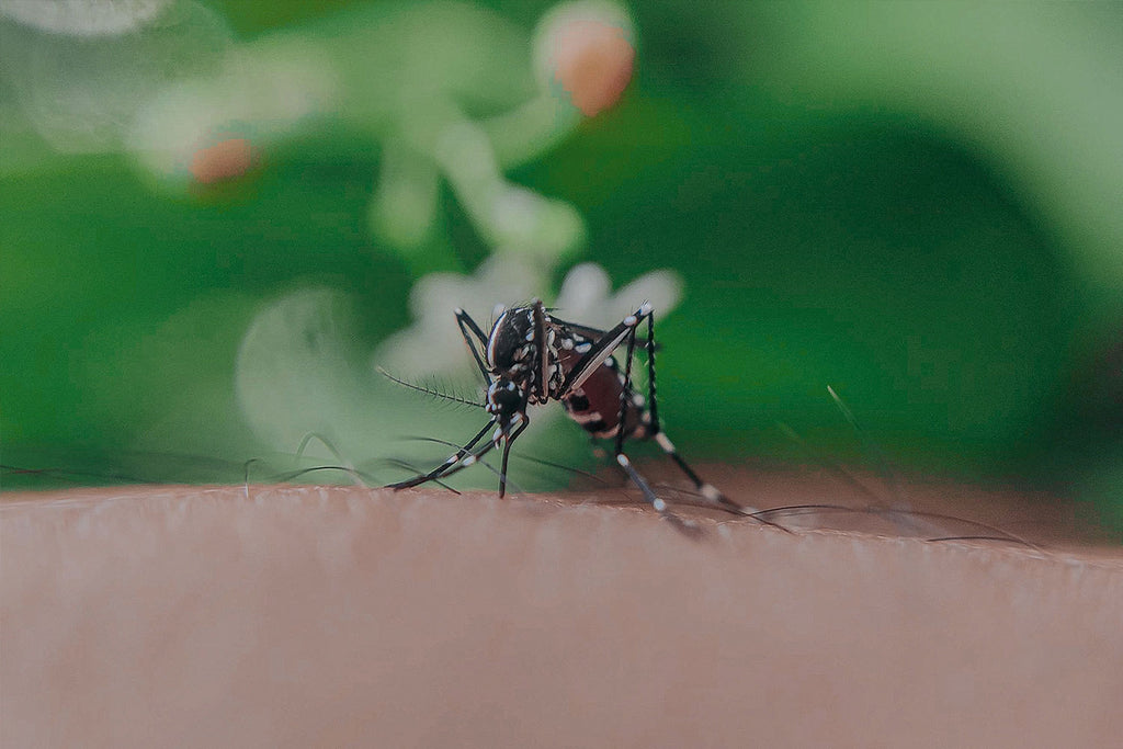 5 Natural remedies for mosquito bites