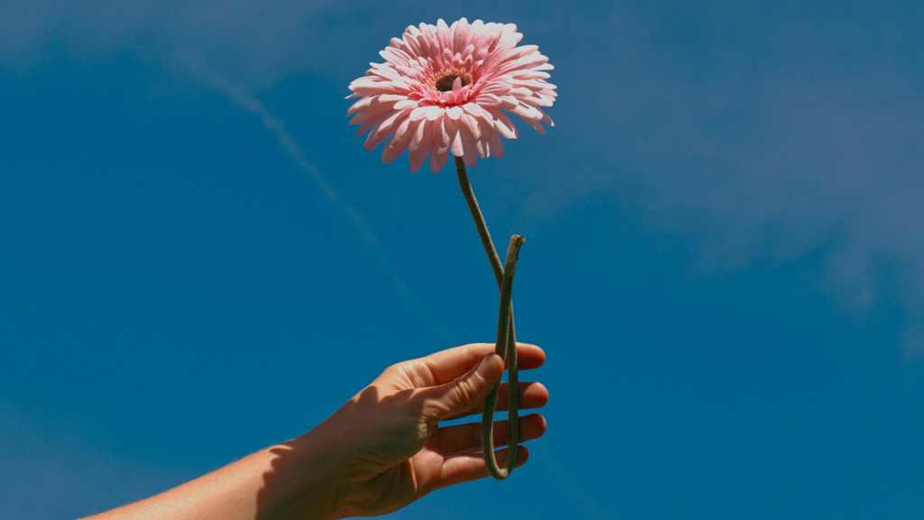 hand in the sky holding a flower