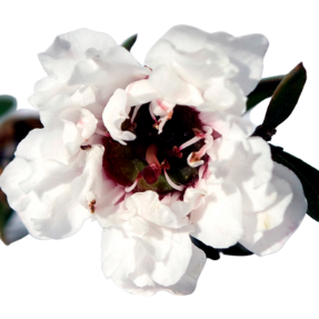 Ingredient 4
